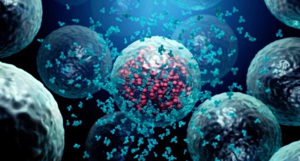 The Original Antigenic Sin: COVID-19 Vaccination and Sub-Optimal Initial Immune Priming Deranges the Antibody- Cytotoxic T cell Immune Response